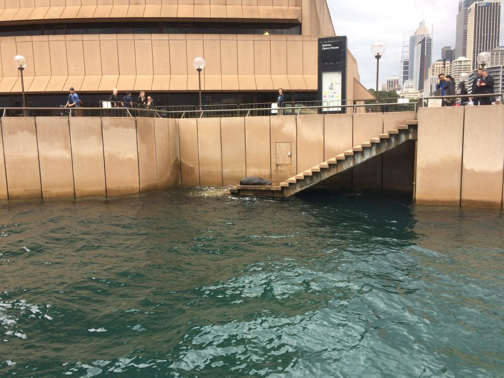 Cruise past the Opera House seal on Rockfish