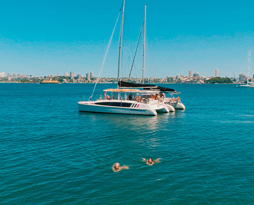 600 400 Rockfish 3 Sydney Harbour Swimming